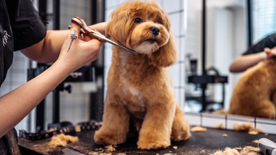 Pamper Your Pooch: Dog Month Activities on Long Island | Laffey Real Estate